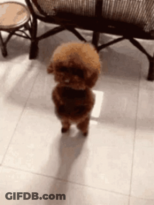 Dog Dancing GIF