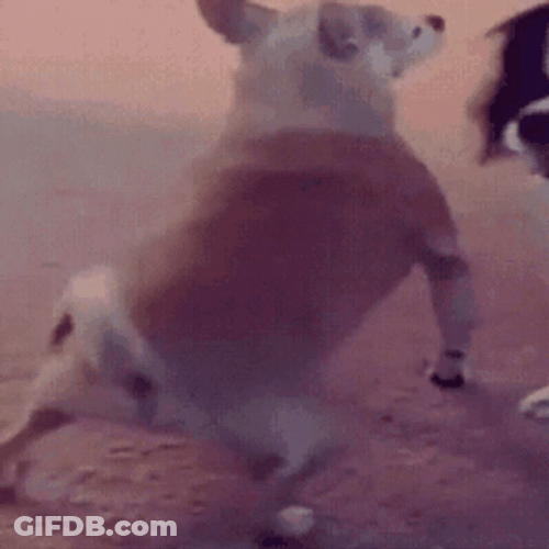Dog Dancing Twerking GIF