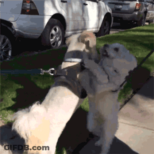 Dog Dancing With Other Dog GIF
