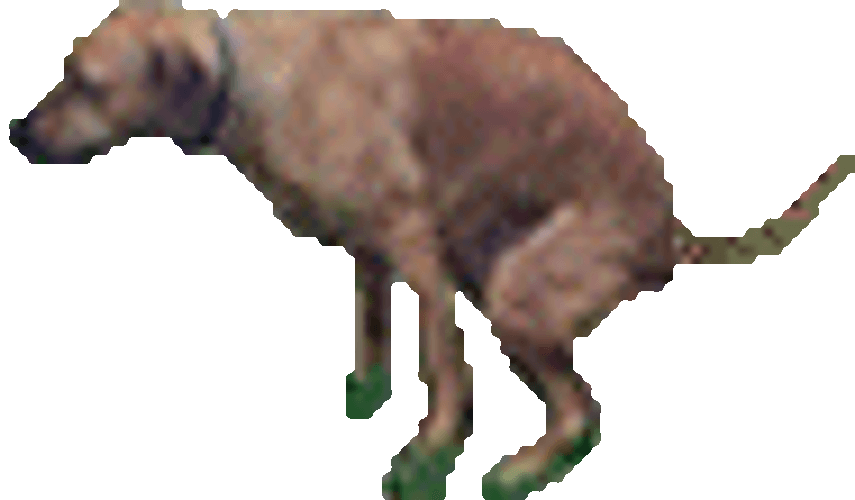 Dog Diarrhea Tongue Out GIF