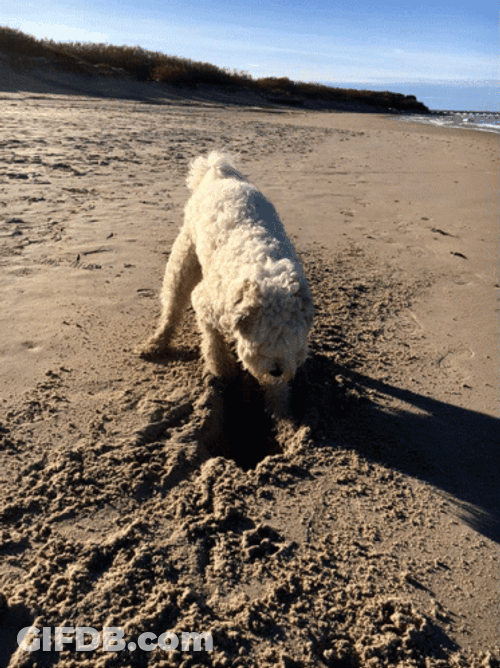 Dog Digging By The Beach GIF