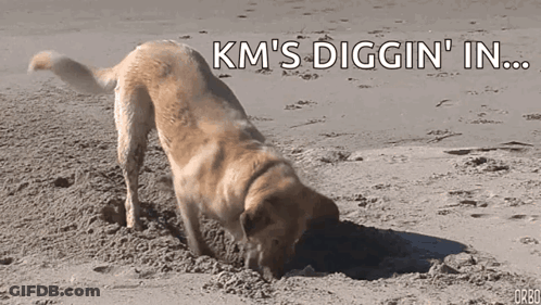 Dog Digging Hole In Sand GIF
