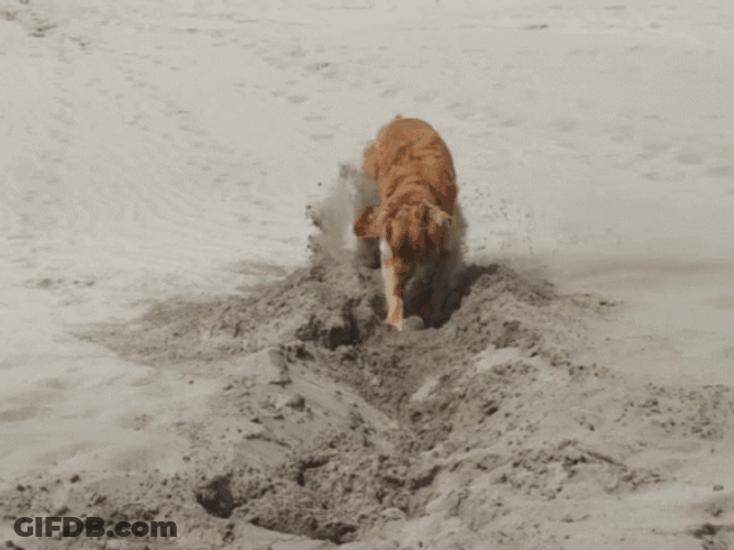 Dog Digging Sand GIF