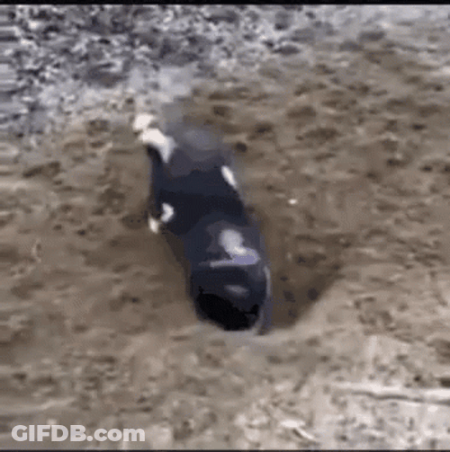 Dog Digging Using His Back GIF