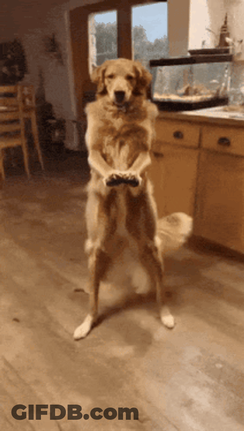 Dog Dog Dance GIF