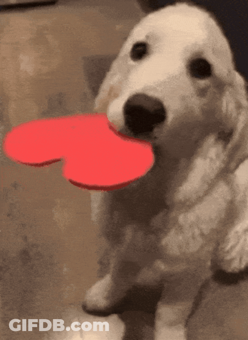 Dog Dog Heart GIF