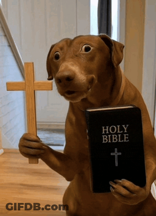 Dog Dog Meme Meme GIF