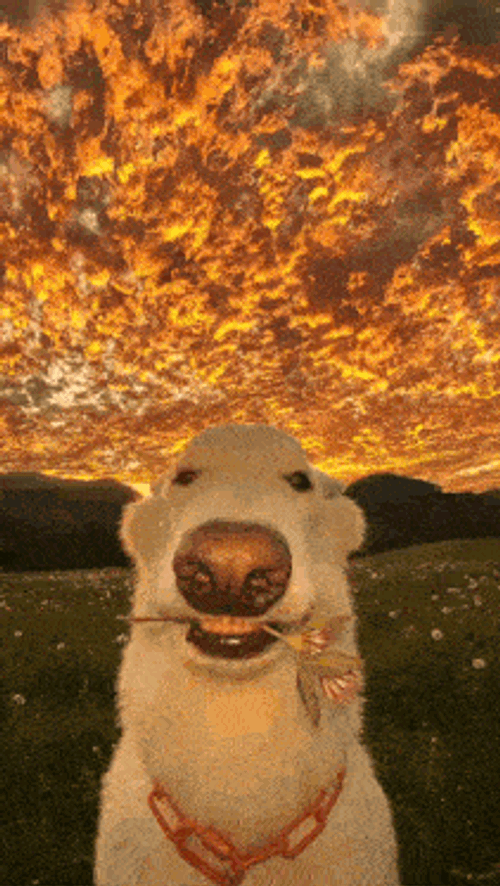 Dog Dogs GIF