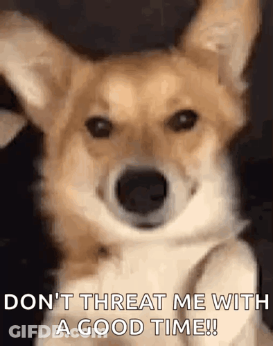 Dog Don't Threat Me With A Good Time GIF