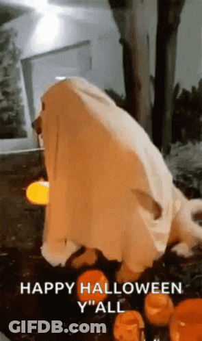 Dog Dressed As Ghost Next To Pumpkins GIF
