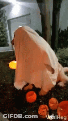 Dog Dressed As Ghost Next To Pumpkins GIF