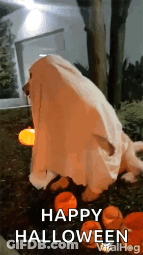 Dog Dressed As Ghost Says Happy Halloween GIF
