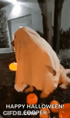 Dog Dressed As Ghost Standing Next To Pumpkins And Light GIF