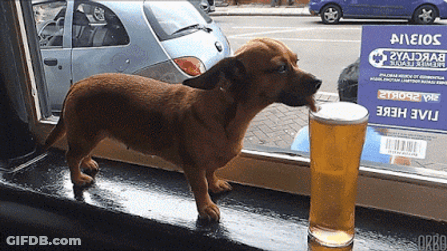 Dog Drinking Beer GIF