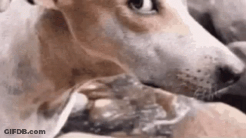 Dog Drinking From A Glass GIF