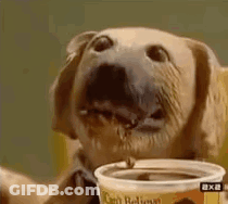 Dog Drinking From Plastic Cup GIF