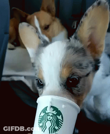Dog Drinking From Starbucks Cup GIF