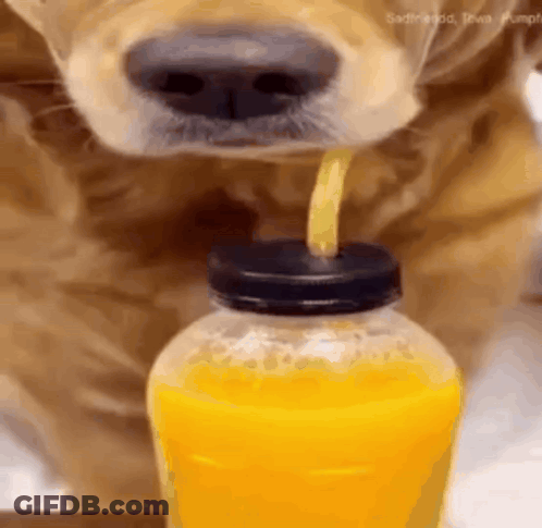 Dog Drinking Orange Juice Through Straw GIF