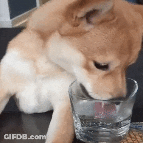 Dog Drinking Water From Glass GIF
