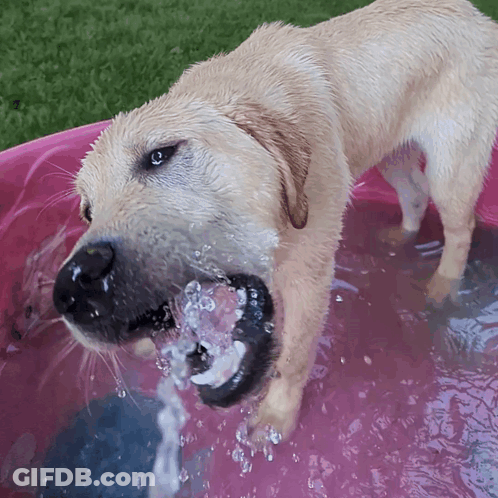 Dog Drinking Water From Pink Bowl GIF