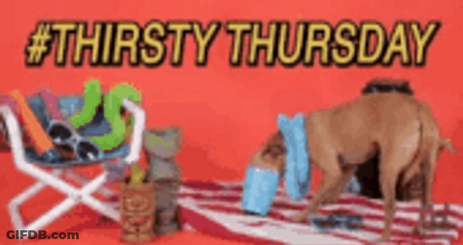 Dog Drinking Water Thirstday Funny Thursday Meme GIF