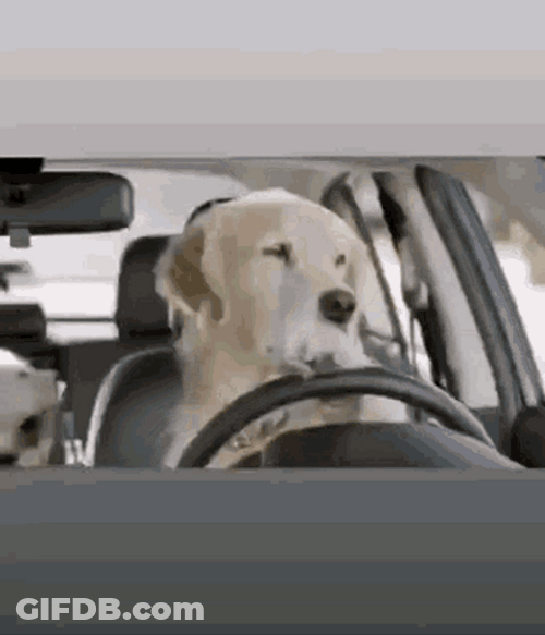 Dog Driver Driving GIF