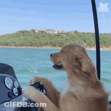 Dog Driving Boat GIF