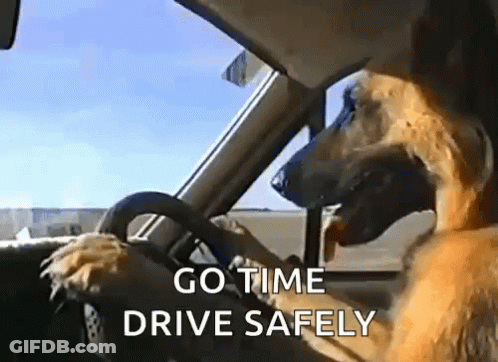 Dog Driving Car Go Time Drive Safely GIF