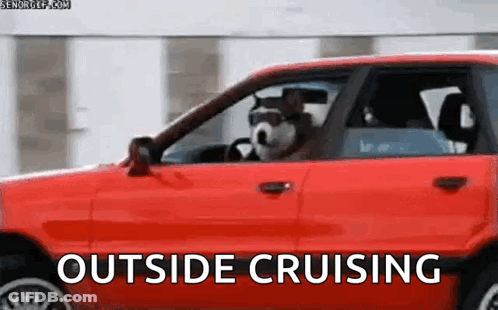 Dog Driving Red Car Cruising GIF