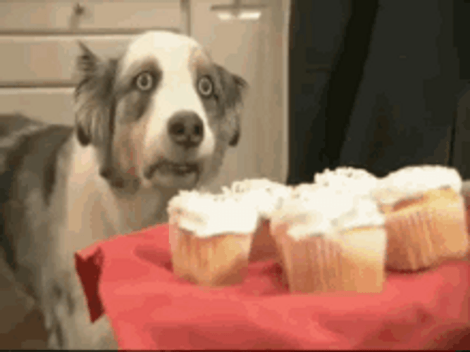 Dog Drooling Cupcakes GIF