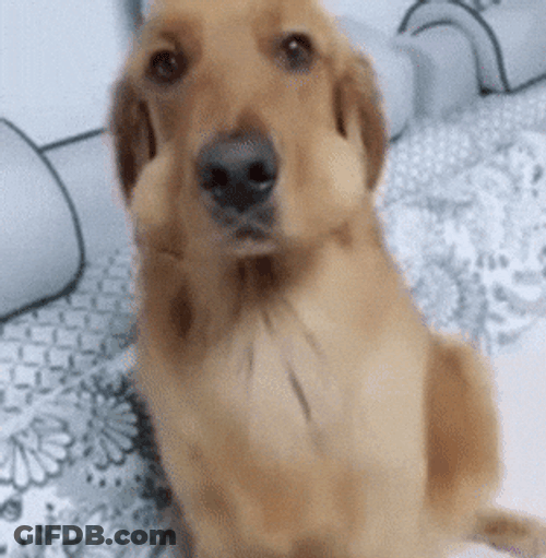 Dog Dropping Swallowed Egg On Mouth GIF