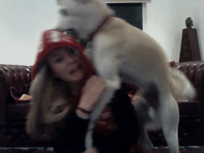 Dog Dry Hump Woman GIF