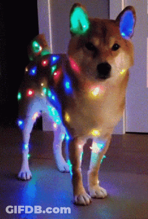 Dog Ear Flashing Lights GIF