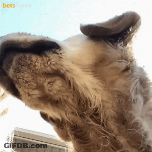 Dog Ear With Bets Move Behind GIF