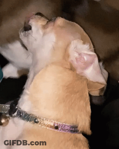 Dog Ear With Love GIF