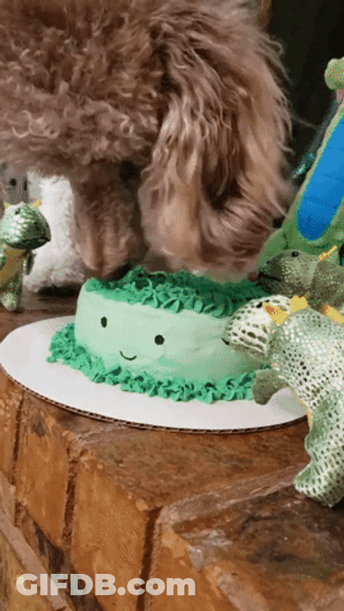 Dog Eating Birthday Cake Poodle GIF