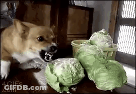 Dog Eating Cabbage GIF