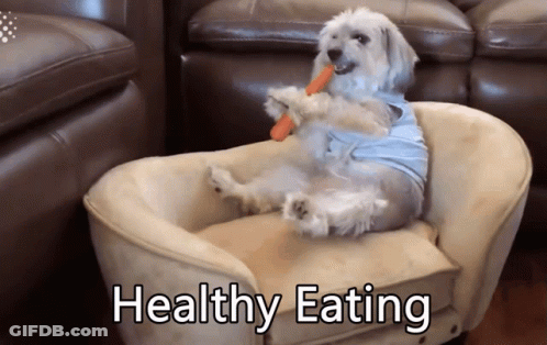 Dog Eating Carrot Healthy Eating GIF