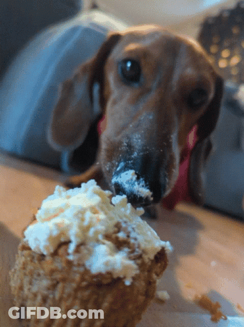 Dog Eating Cupcake GIF