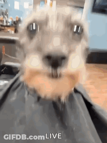 Dog Eating Donut With Live GIF