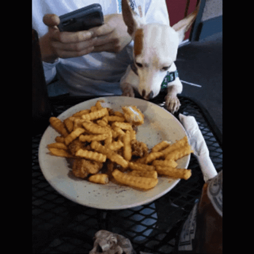 Dog Eating French Fries GIF