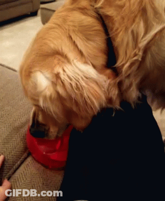 Dog Eating From Red Bowl GIF