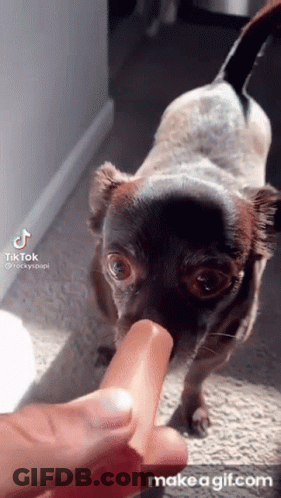 Dog Eating Hot Dog From Hand GIF