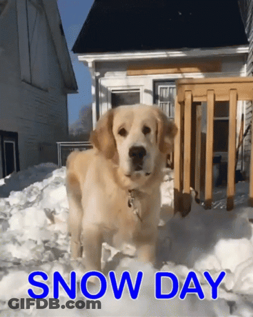 Dog Eating Ice On Snow Day GIF
