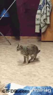 Dog Eating Out Of A Plate GIF