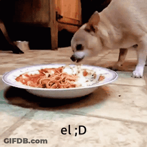 Dog Eating Penne Spaghetti GIF