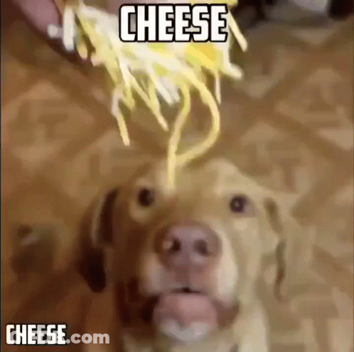 Dog Eating Spaghetti Saying Cheese GIF