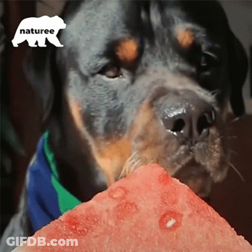 Dog Eating Watermelon GIF