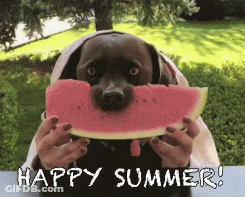Dog Eating Watermelon Slice Happy Summer GIF