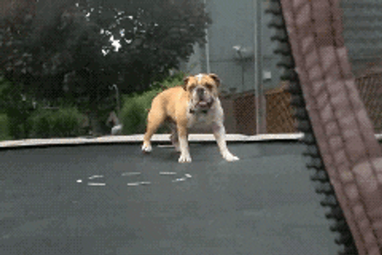 Dog Enjoy Bounce It In Trampoline GIF